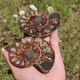 Ammonite Pair (#6) - Simply Affinity