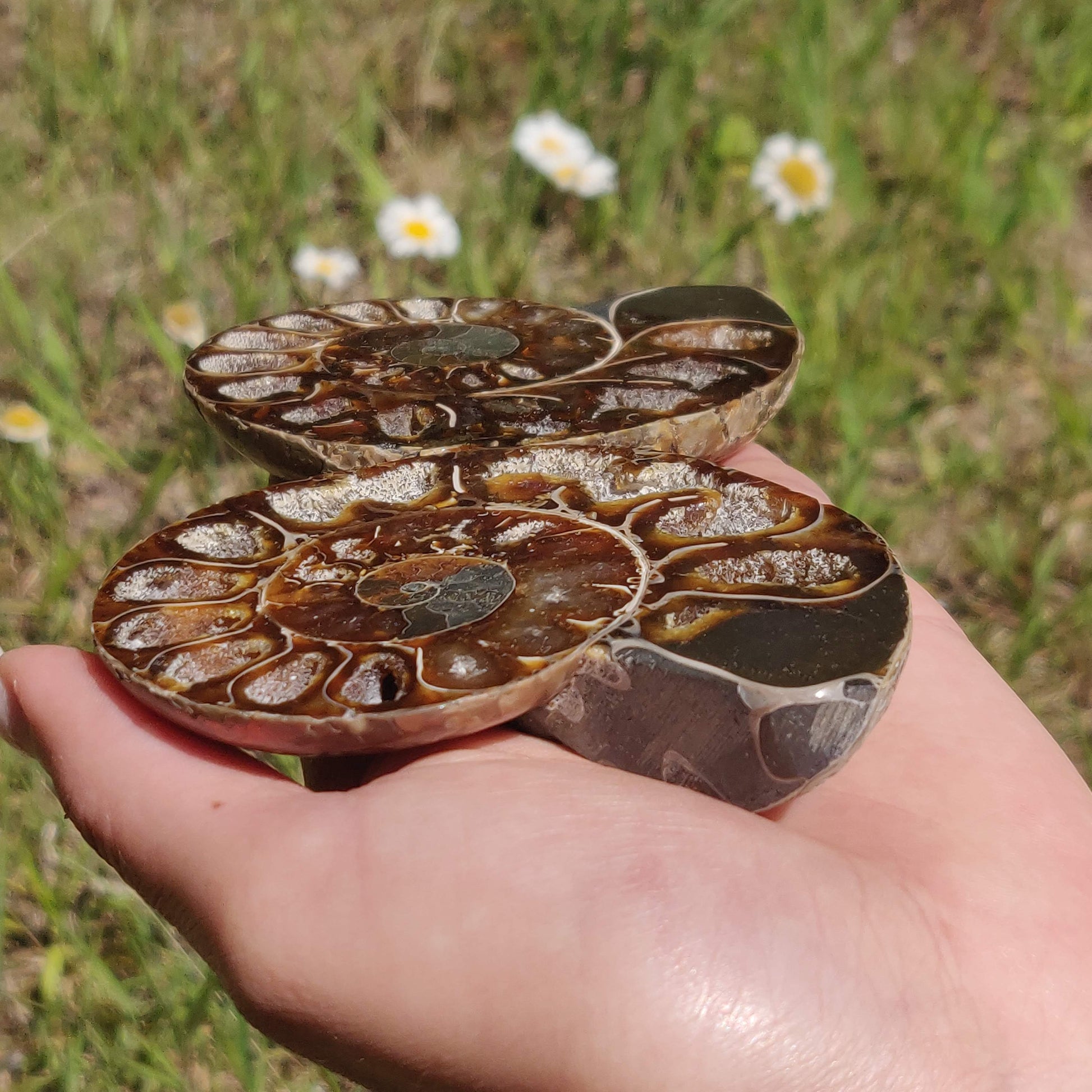 Ammonite Pair (#6) - Simply Affinity