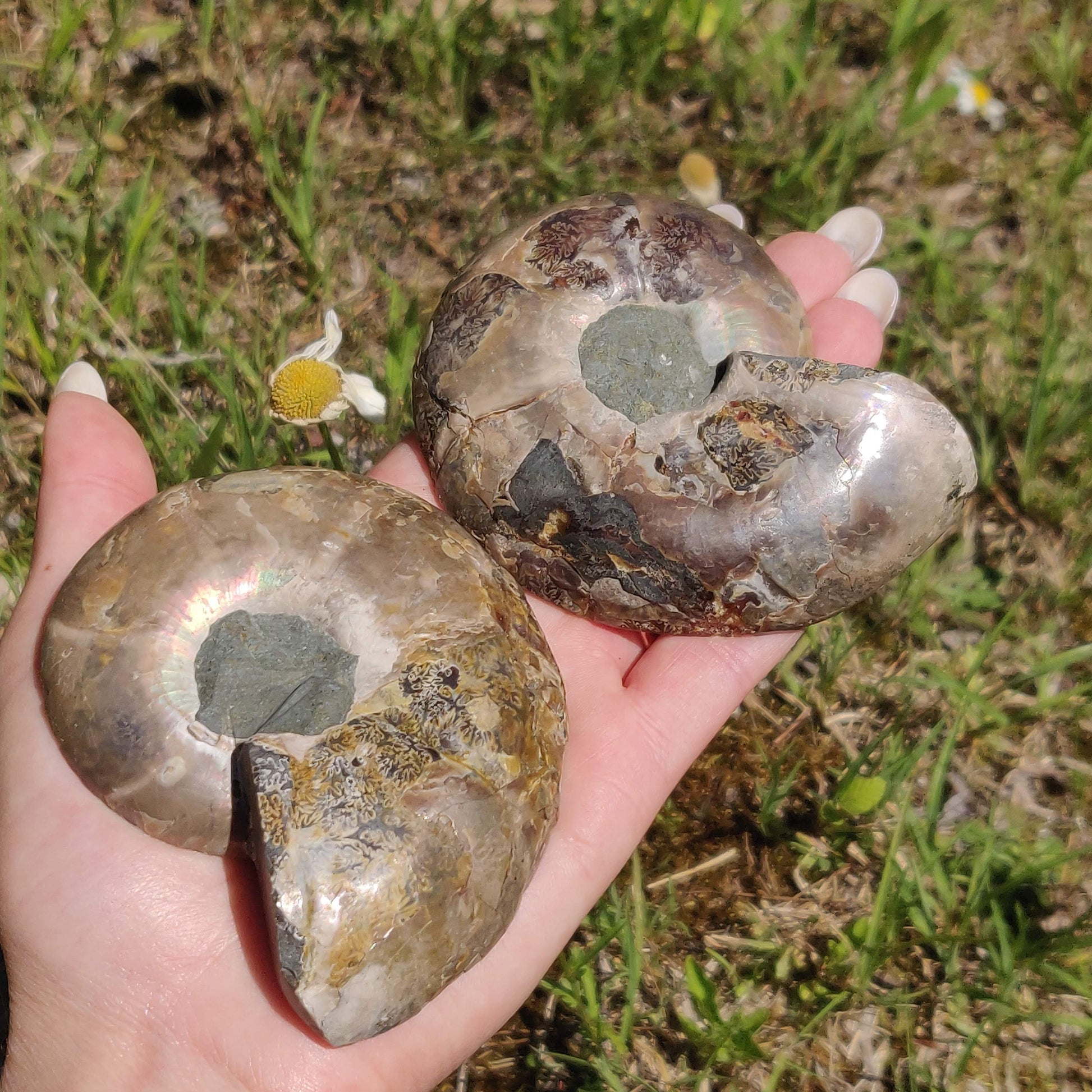 Ammonite Pair (#6) - Simply Affinity