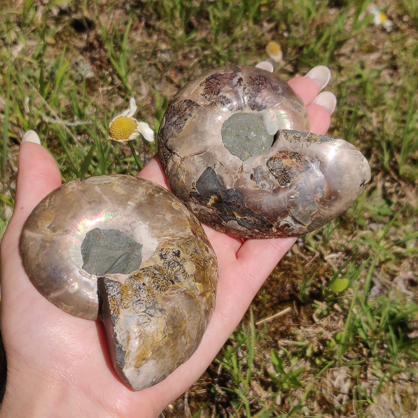 Ammonite Pair (#6) - Simply Affinity