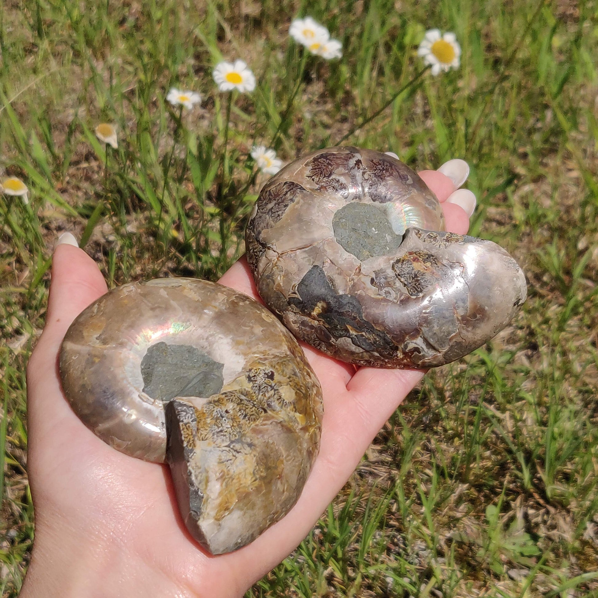 Ammonite Pair (#6) - Simply Affinity