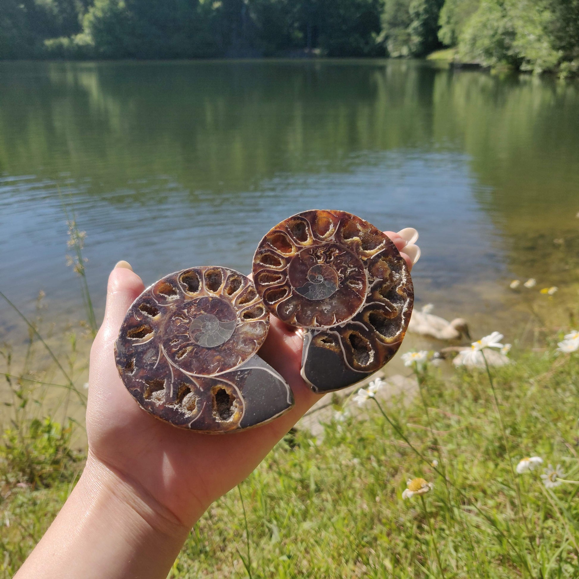 Ammonite Pair (#6) - Simply Affinity