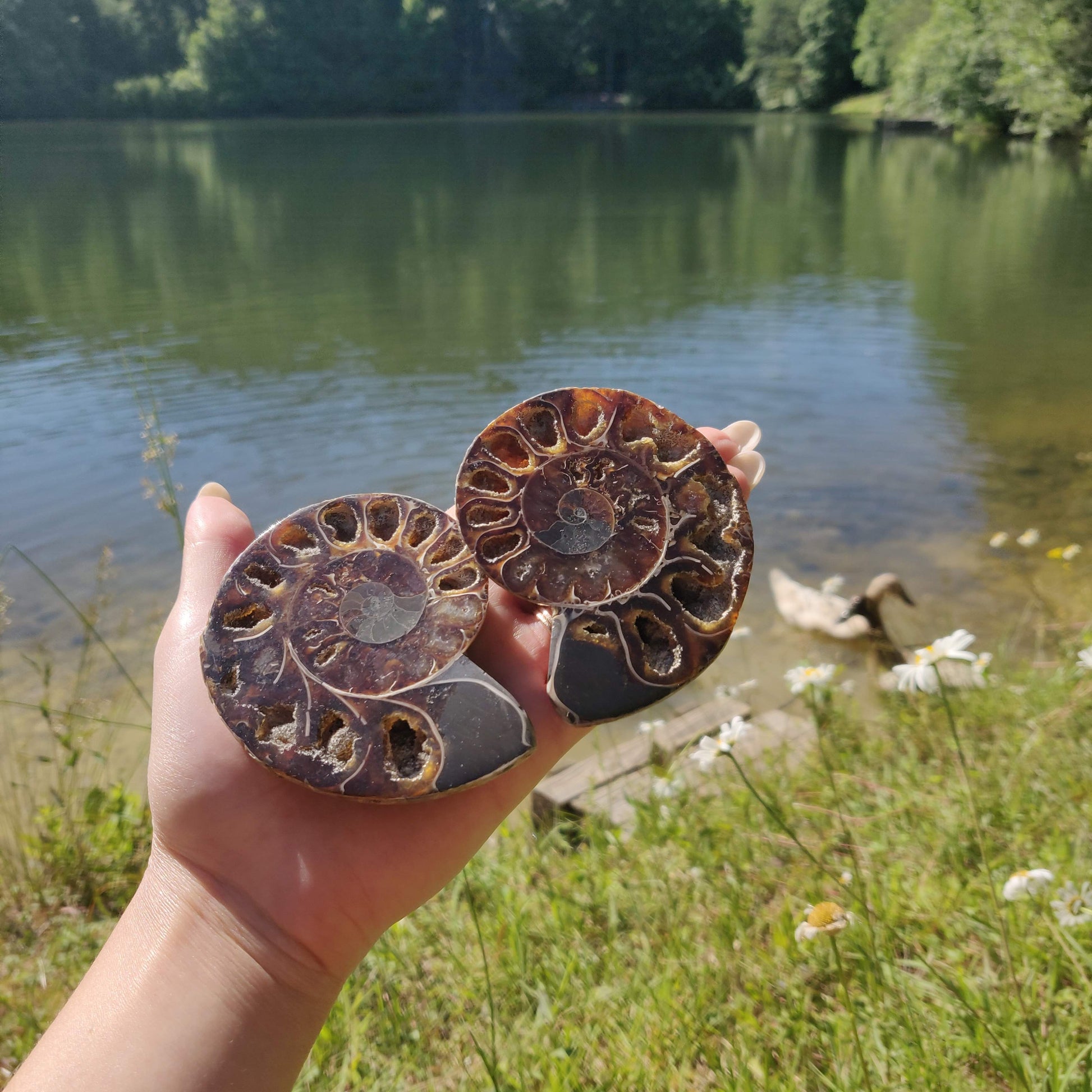 Ammonite Pair (#6) - Simply Affinity
