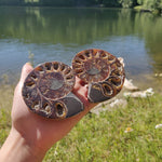 Ammonite Pair (#6) - Simply Affinity