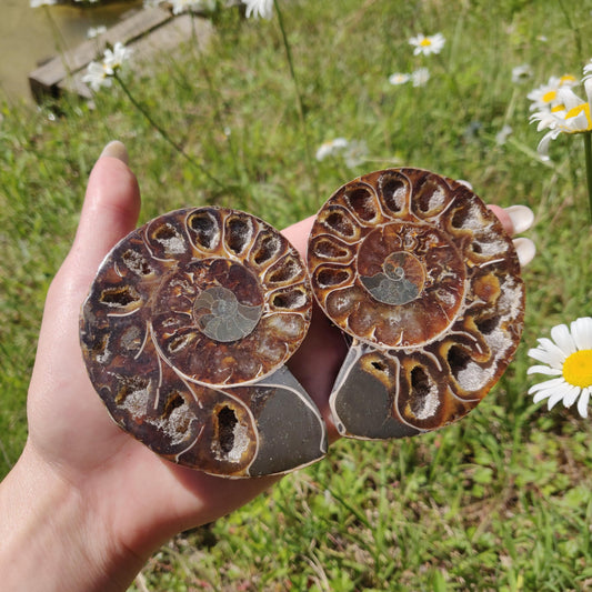 Ammonite Pair (#6) - Simply Affinity