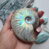 Opalized Ammonite (#17) - Simply Affinity