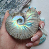Opalized Ammonite (#17) - Simply Affinity