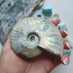 Opalized Ammonite (#17) - Simply Affinity