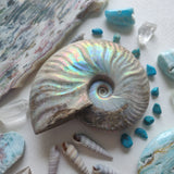 Opalized Ammonite (#17) - Simply Affinity