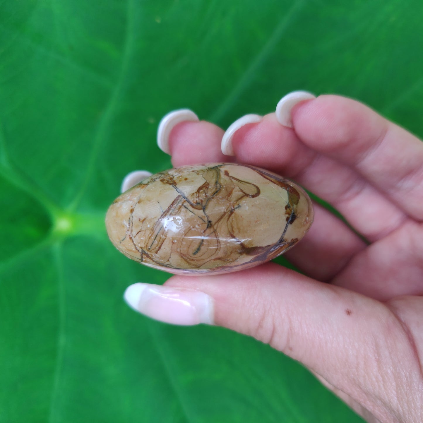 Ibis Jasper Palm Stone (#A2)