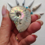 Small Opalized Ammonite (#19) - Simply Affinity