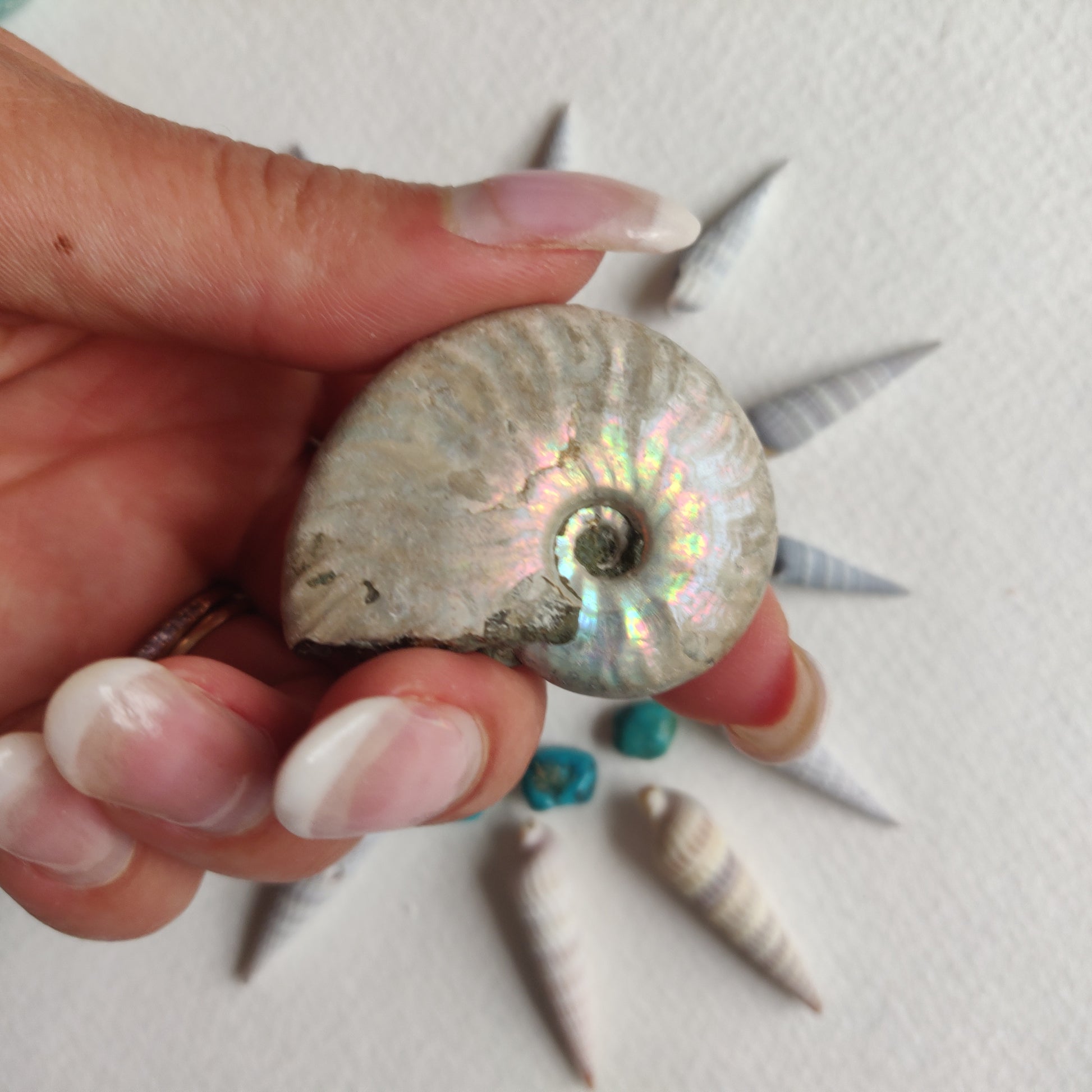 Small Opalized Ammonite (#19) - Simply Affinity