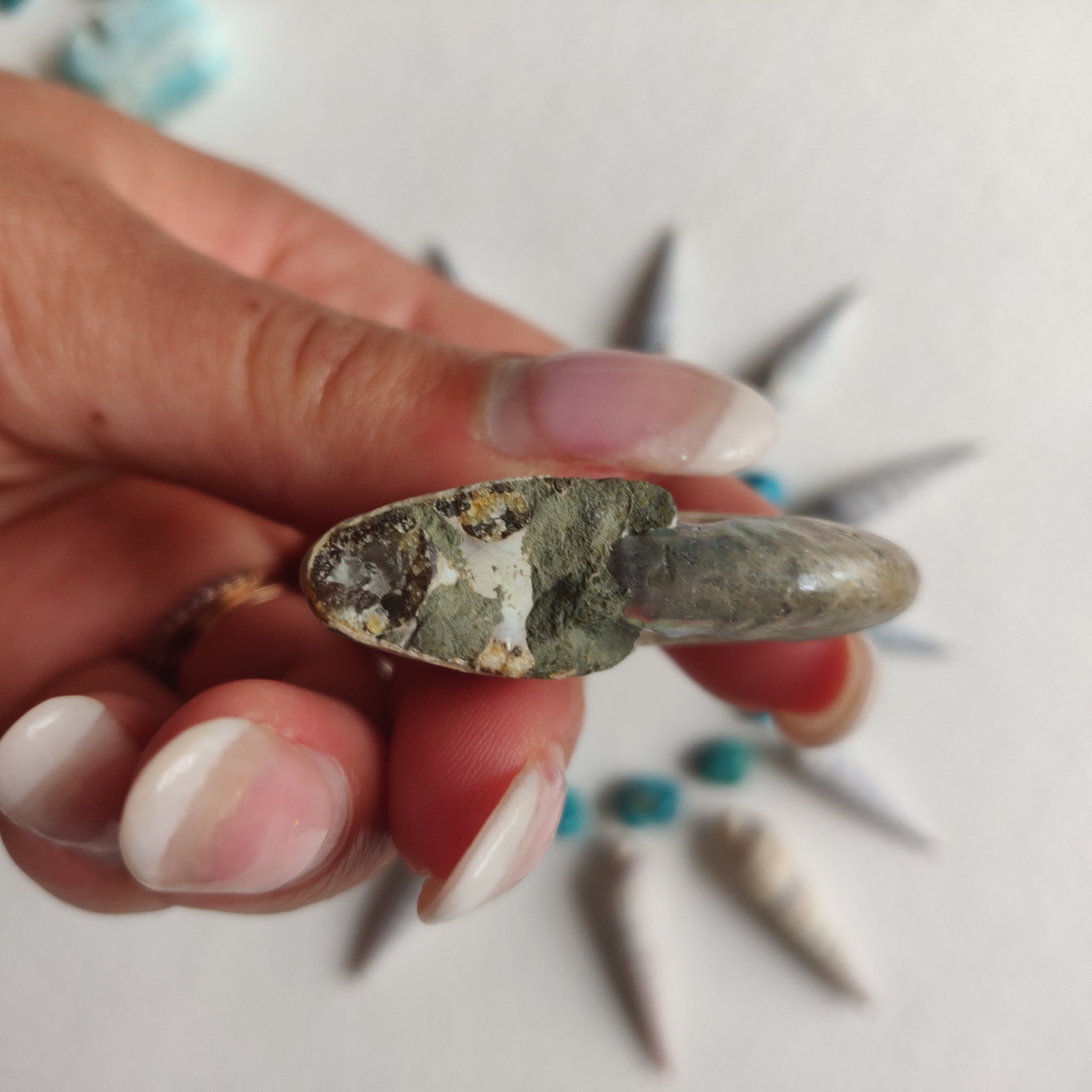 Small Opalized Ammonite (#19) - Simply Affinity