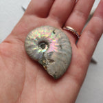 Small Opalized Ammonite (#19) - Simply Affinity