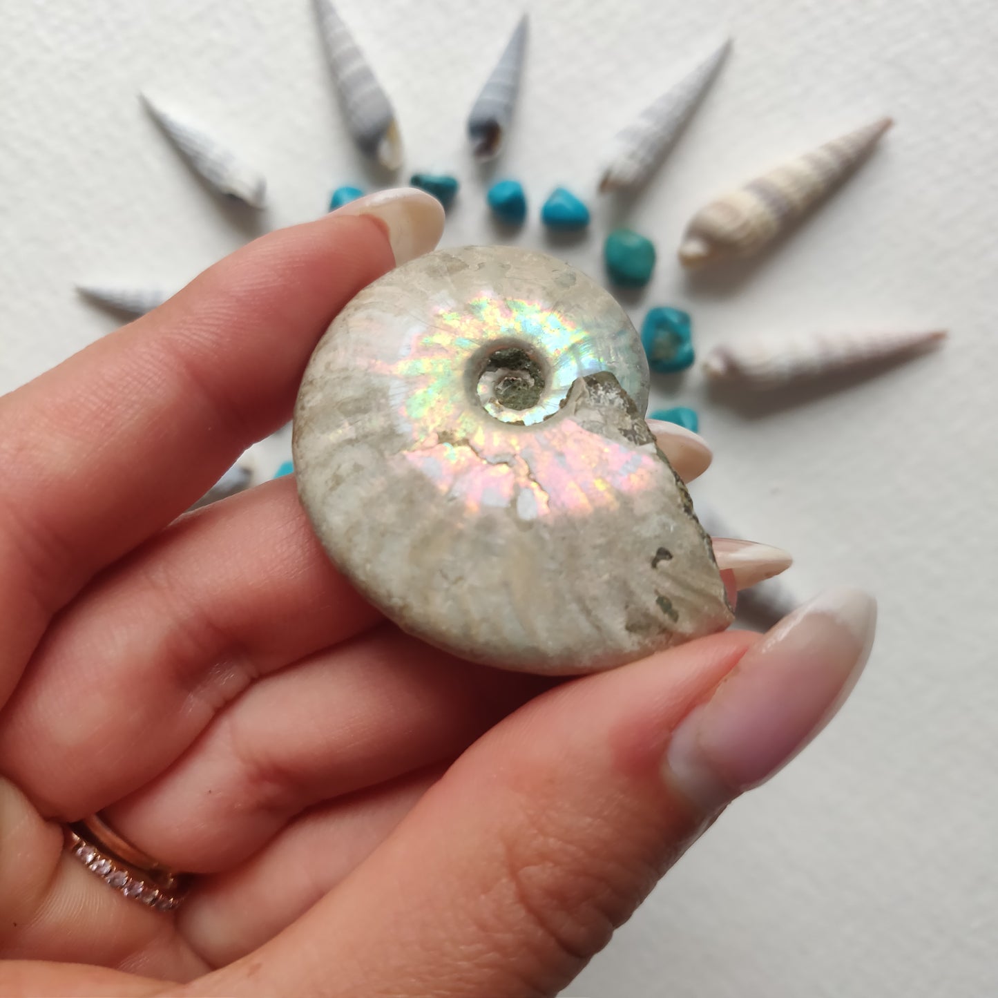 Small Opalized Ammonite (#19) - Simply Affinity