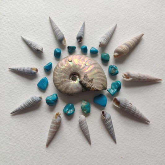 Small Opalized Ammonite (#19) - Simply Affinity