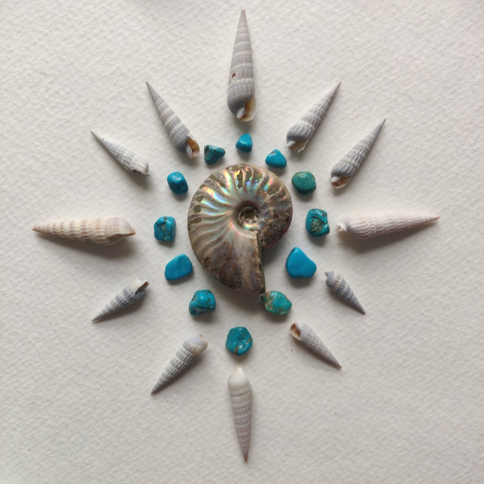 Small Opalized Ammonite (#20) - Simply Affinity