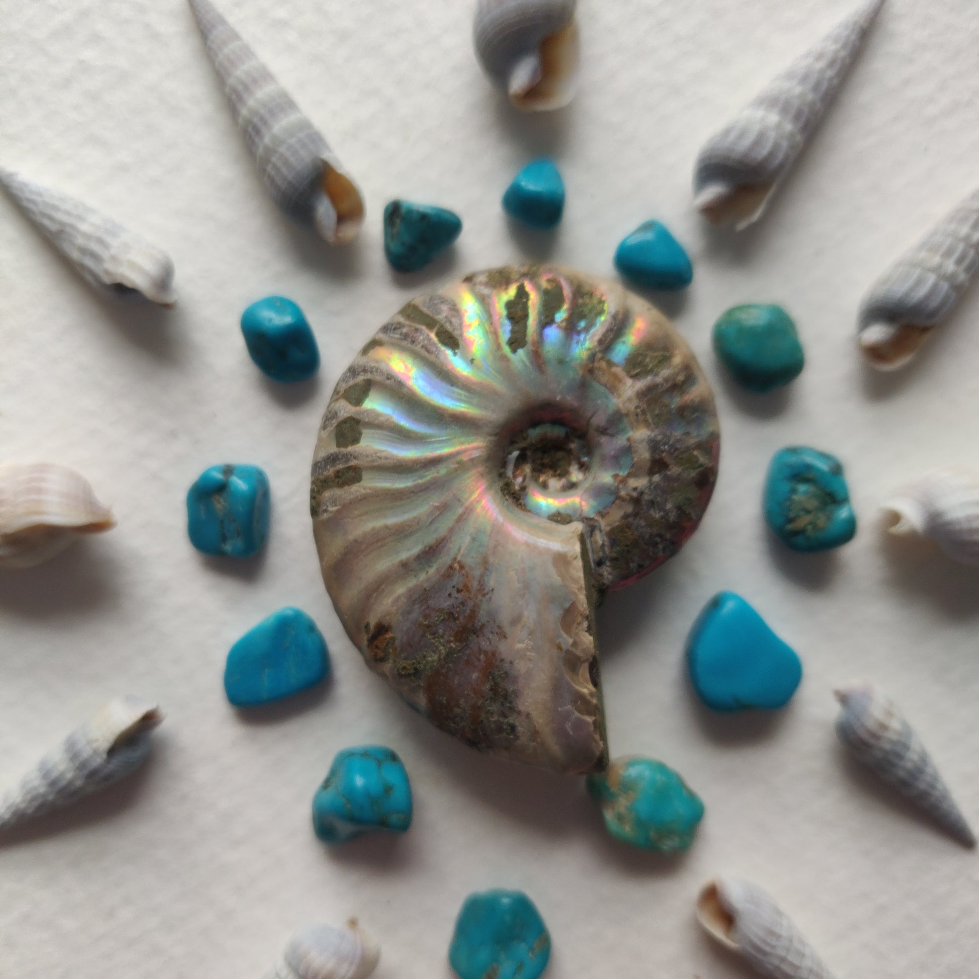 Small Opalized Ammonite (#20) - Simply Affinity