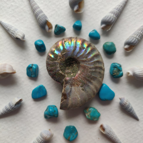 Small Opalized Ammonite (#20) - Simply Affinity