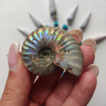 Small Opalized Ammonite (#20) - Simply Affinity