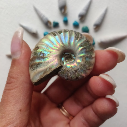 Small Opalized Ammonite (#20) - Simply Affinity