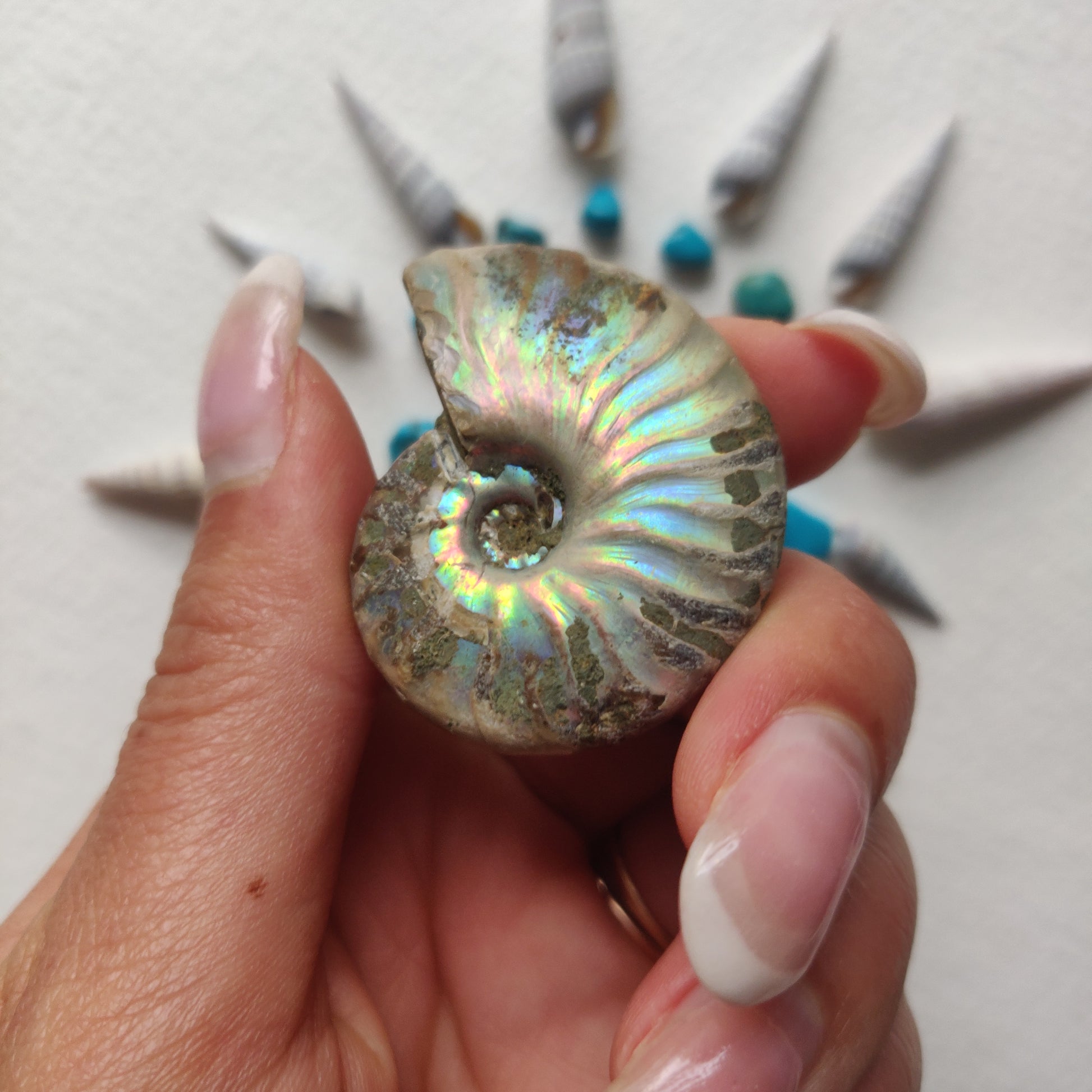 Small Opalized Ammonite (#20) - Simply Affinity