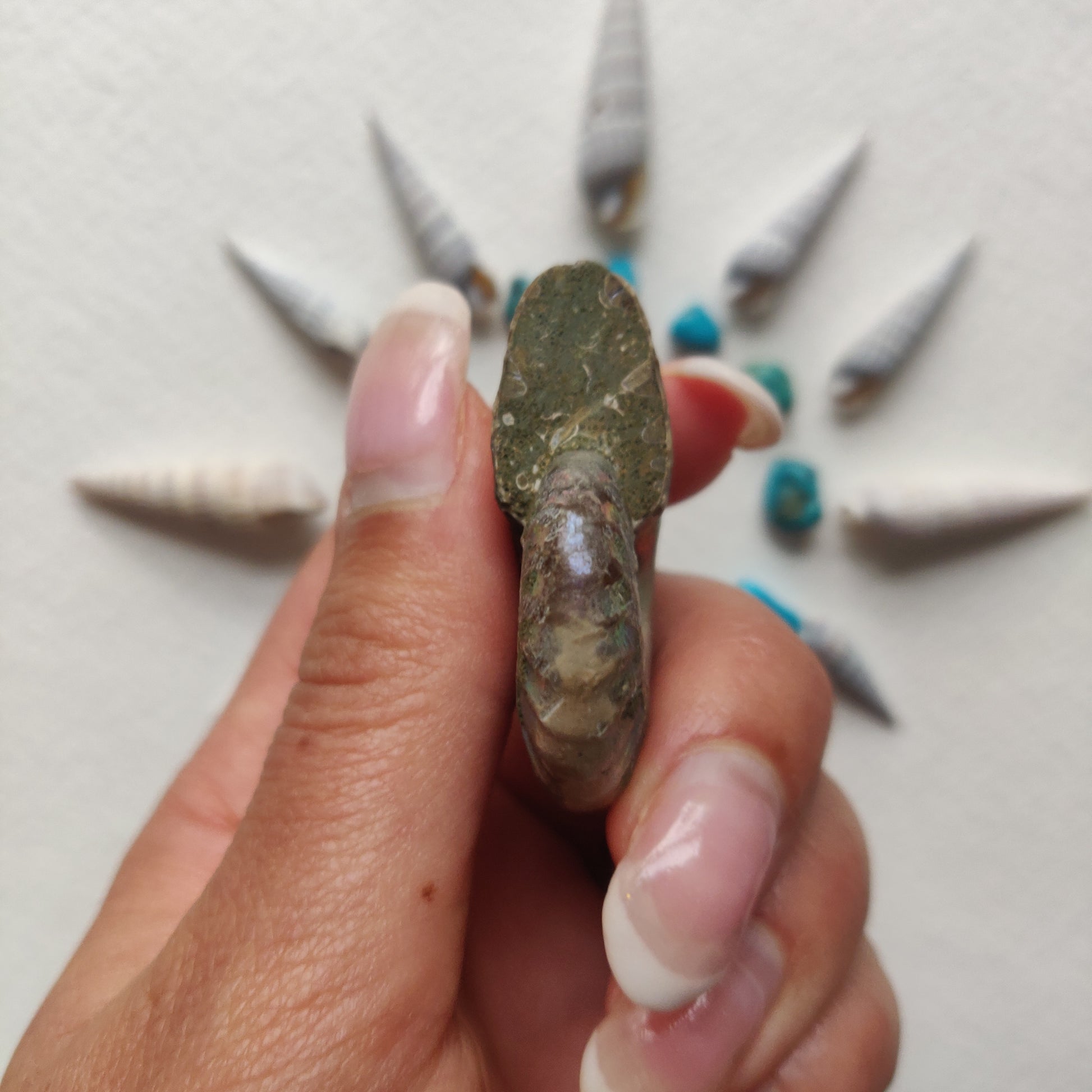 Small Opalized Ammonite (#20) - Simply Affinity