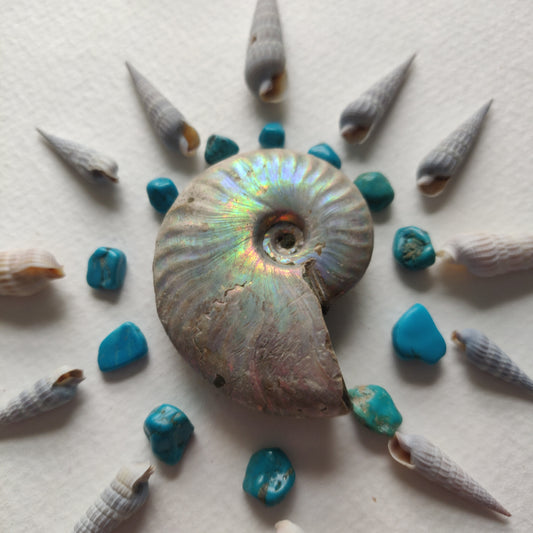 Small Opalized Ammonite (#22) - Simply Affinity