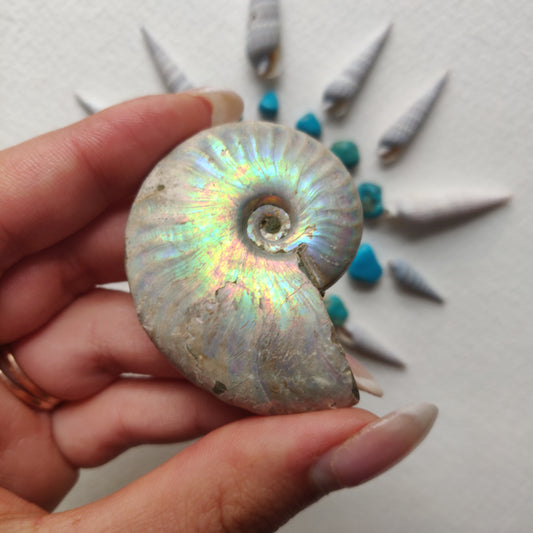 Small Opalized Ammonite (#22) - Simply Affinity