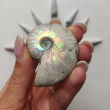 Small Opalized Ammonite (#22) - Simply Affinity