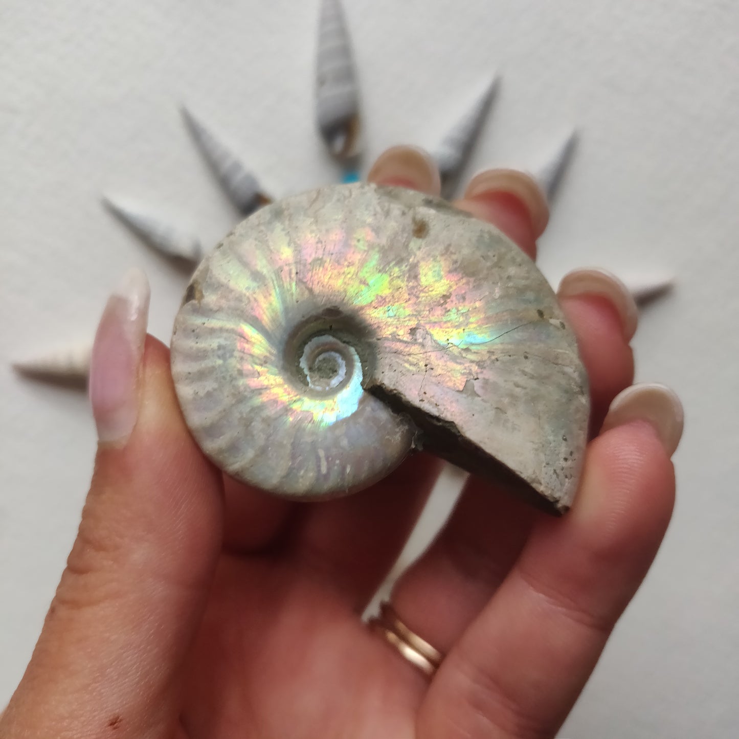 Small Opalized Ammonite (#22) - Simply Affinity