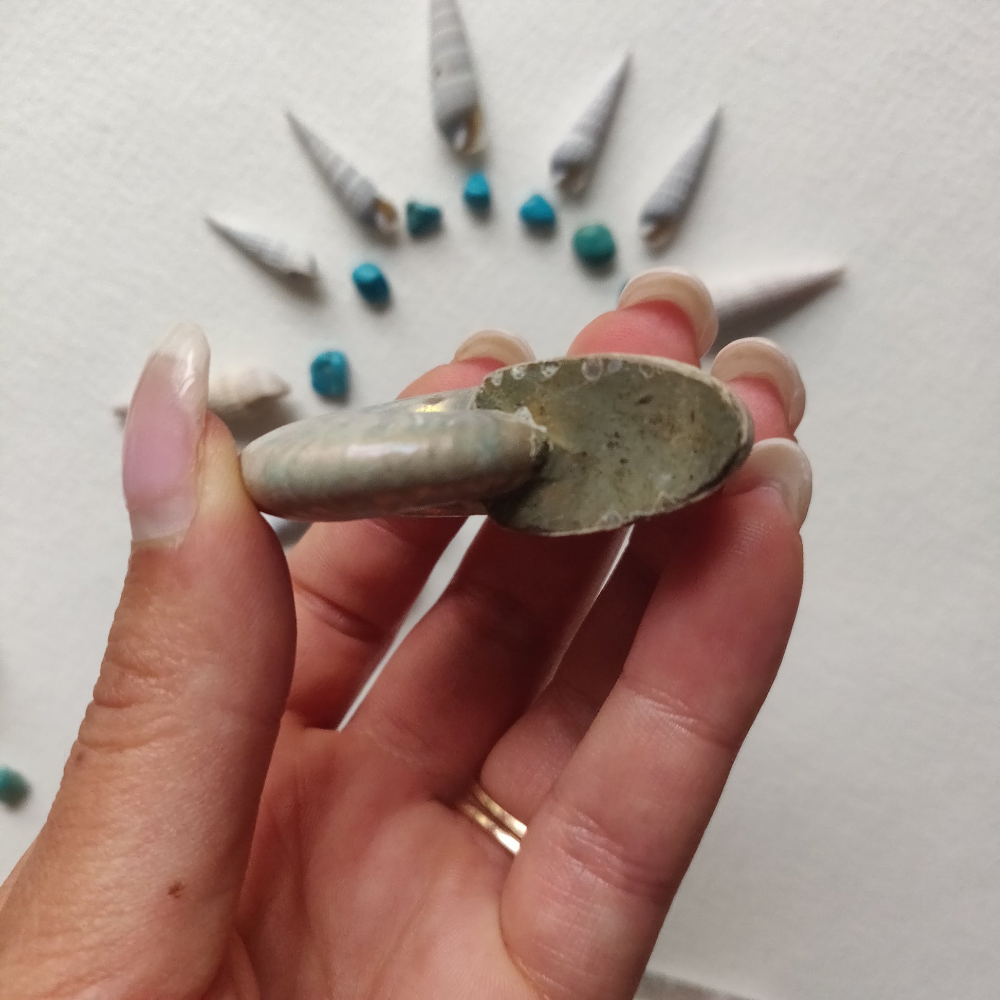 Small Opalized Ammonite (#22) - Simply Affinity