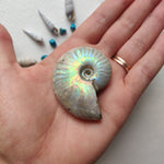 Small Opalized Ammonite (#22) - Simply Affinity