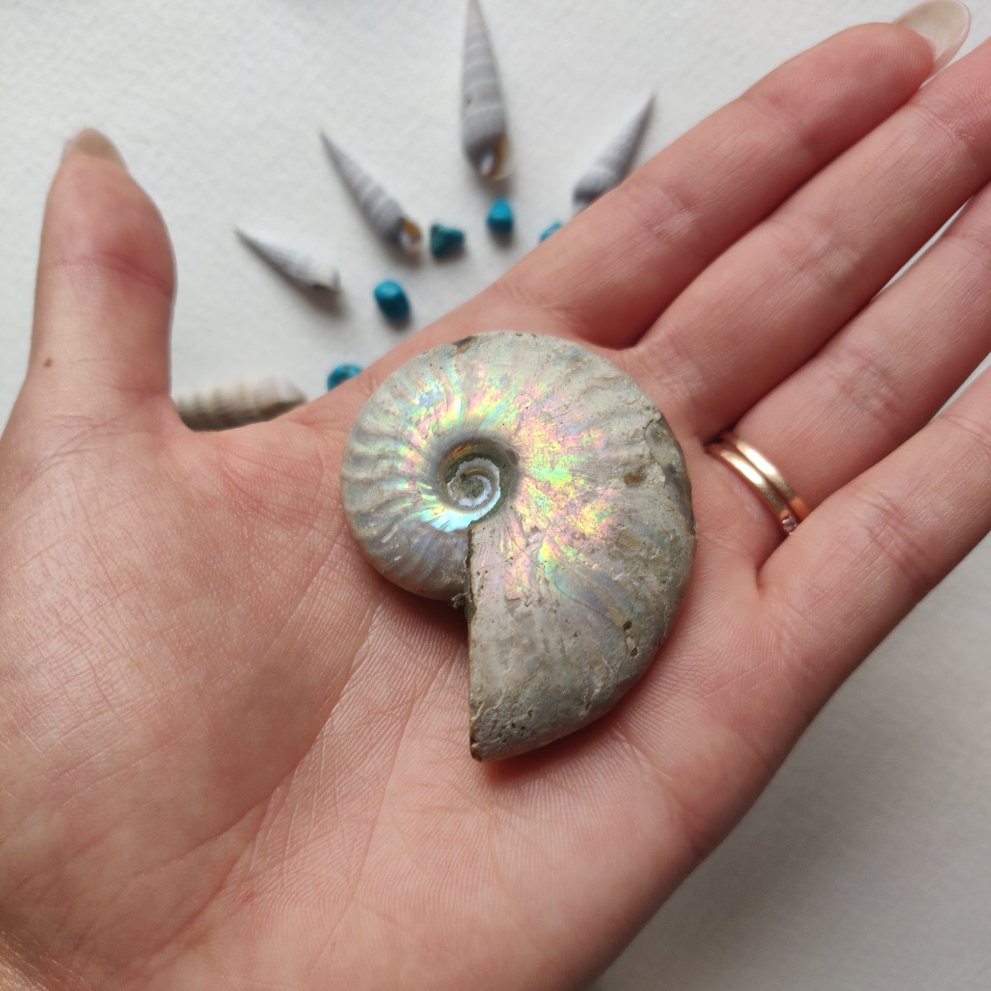 Small Opalized Ammonite (#22) - Simply Affinity