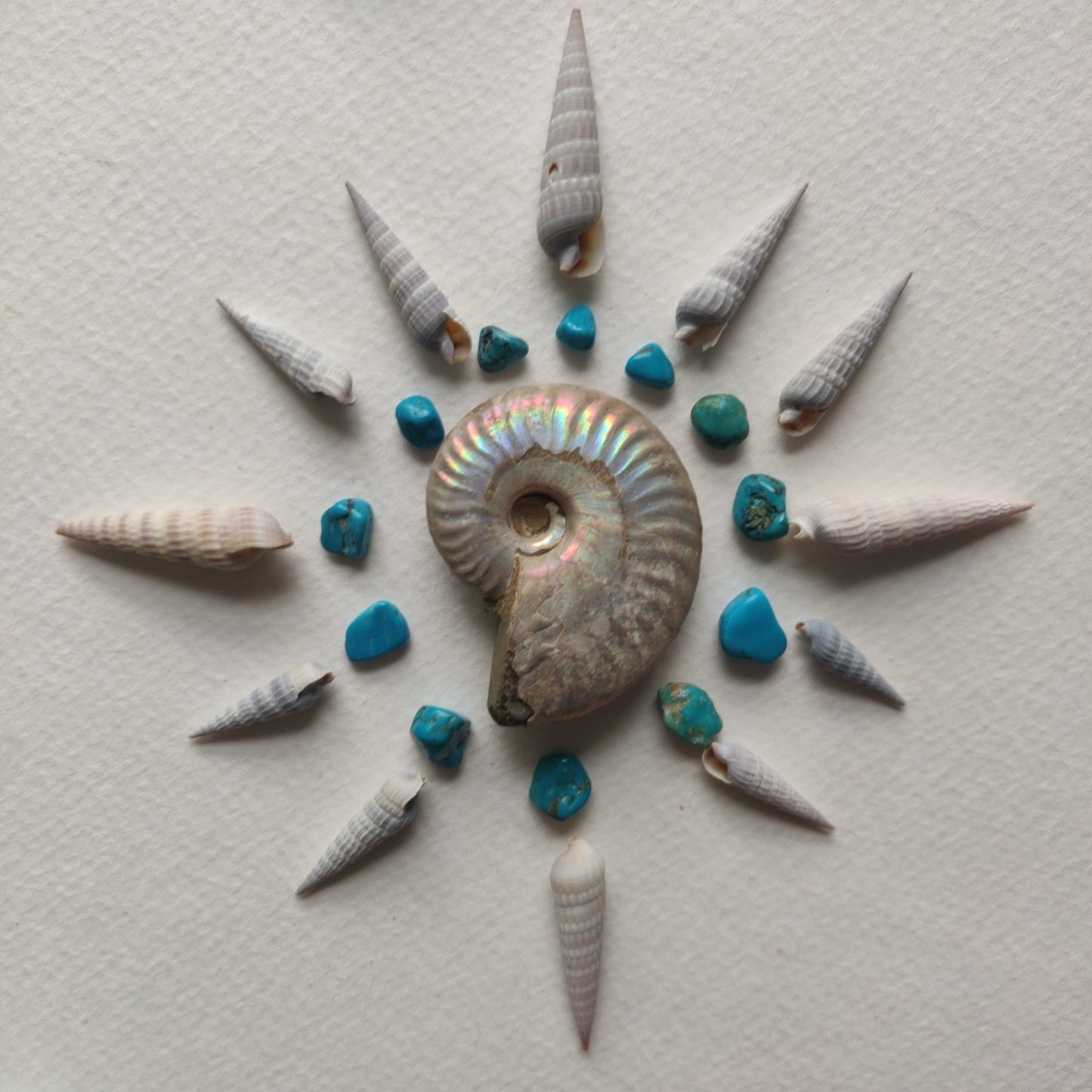 Small Opalized Ammonite (#23) - Simply Affinity