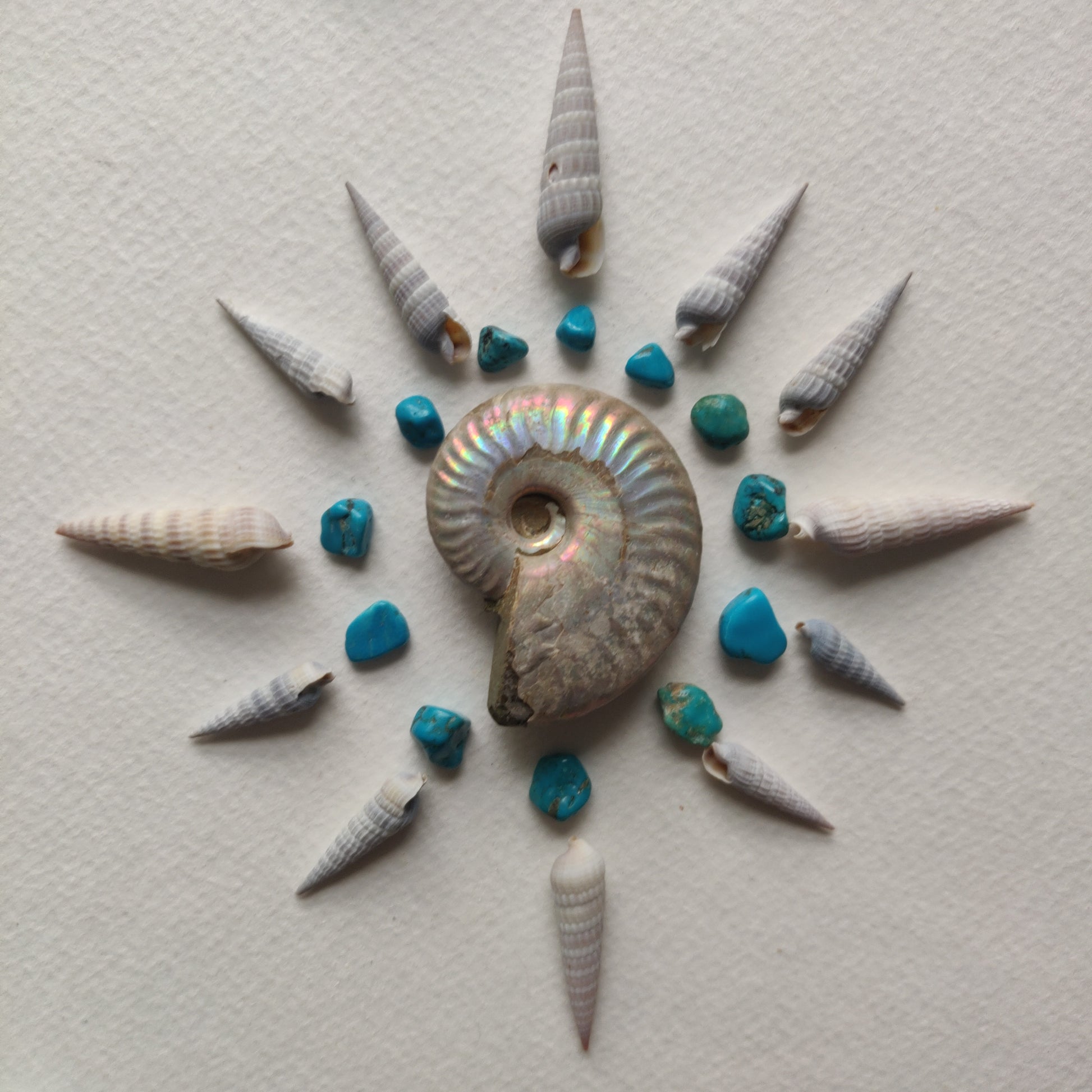 Small Opalized Ammonite (#23) - Simply Affinity