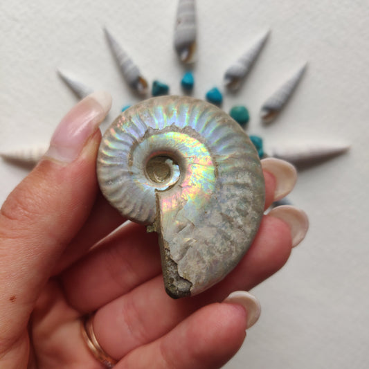 Small Opalized Ammonite (#23) - Simply Affinity