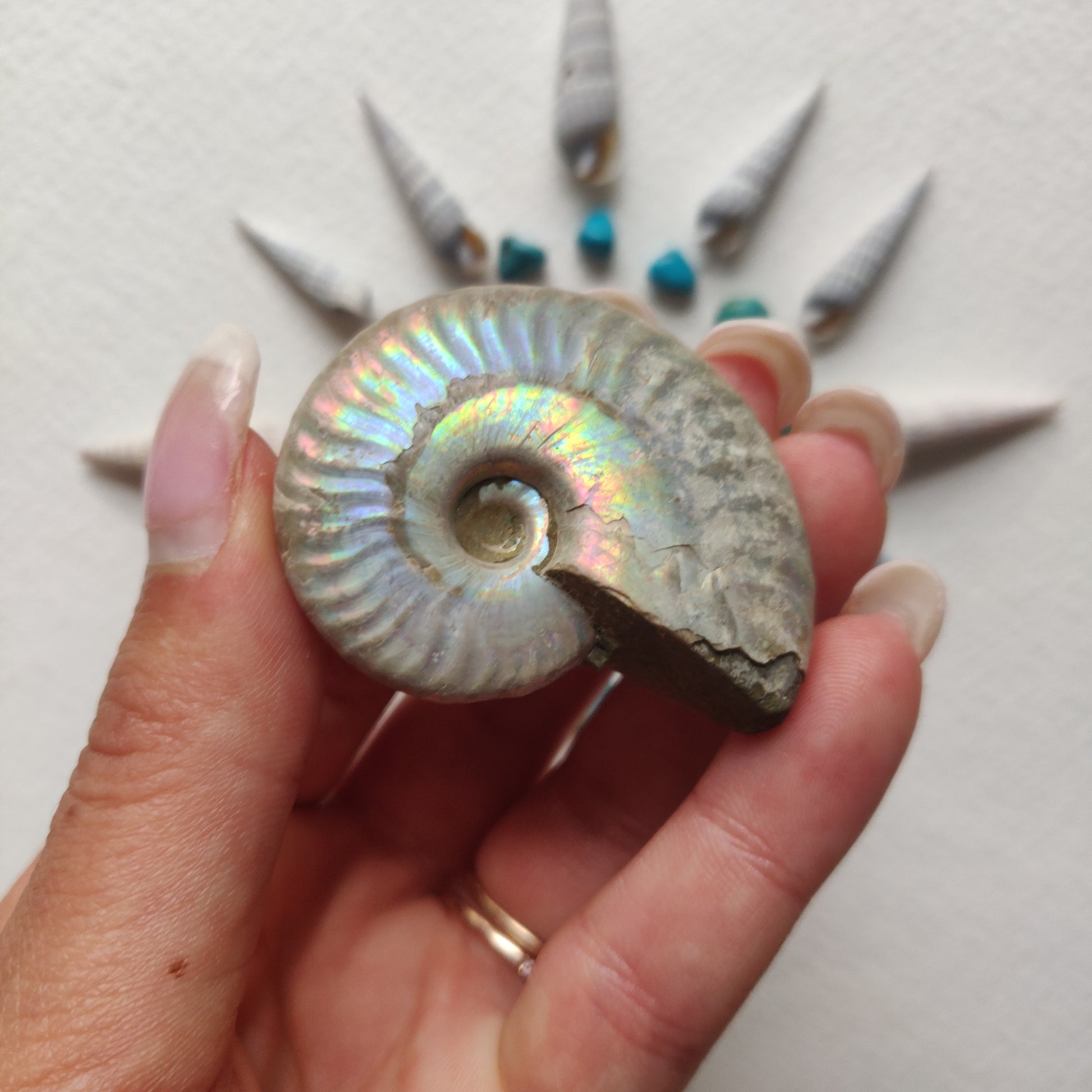 Small Opalized Ammonite (#23) - Simply Affinity