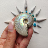 Small Opalized Ammonite (#23) - Simply Affinity