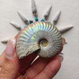 Small Opalized Ammonite (#23) - Simply Affinity