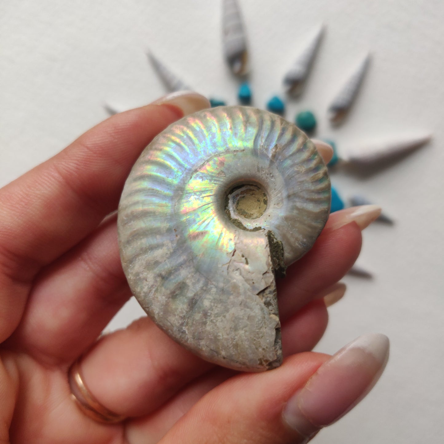 Small Opalized Ammonite (#23) - Simply Affinity