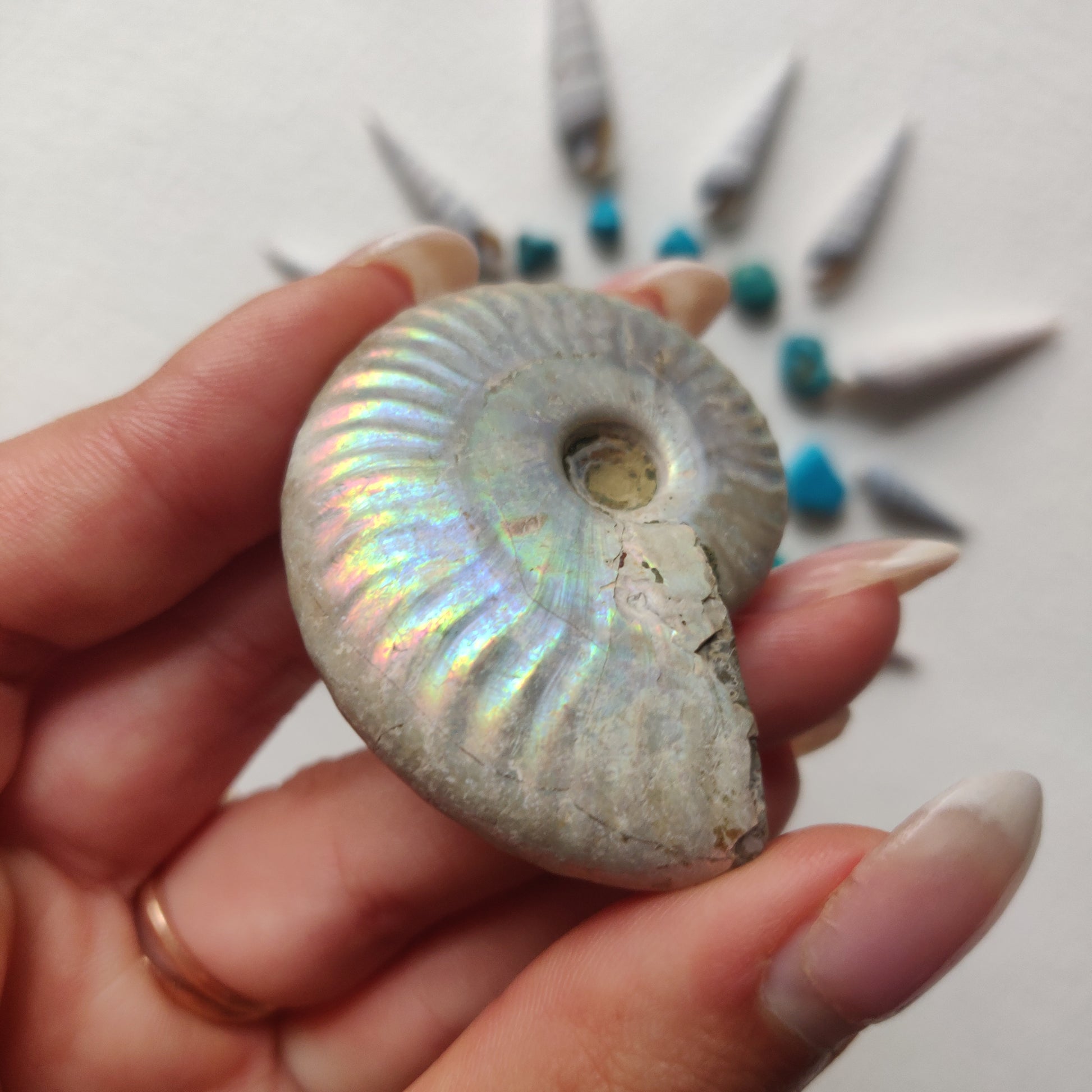 Small Opalized Ammonite (#23) - Simply Affinity