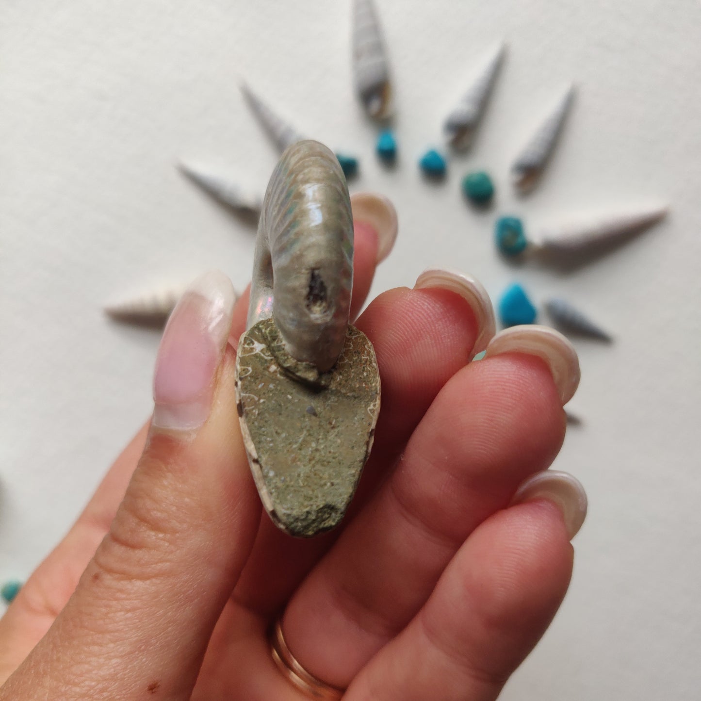 Small Opalized Ammonite (#23) - Simply Affinity