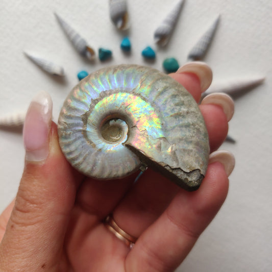 Small Opalized Ammonite (#23) - Simply Affinity