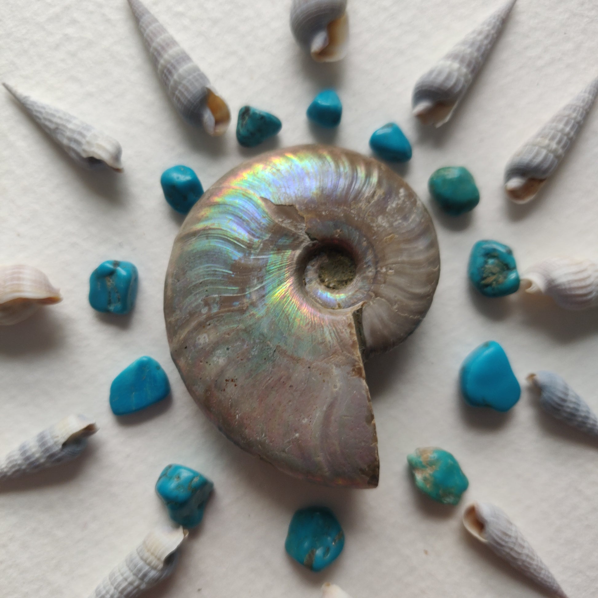 Small Opalized Ammonite (#24) - Simply Affinity
