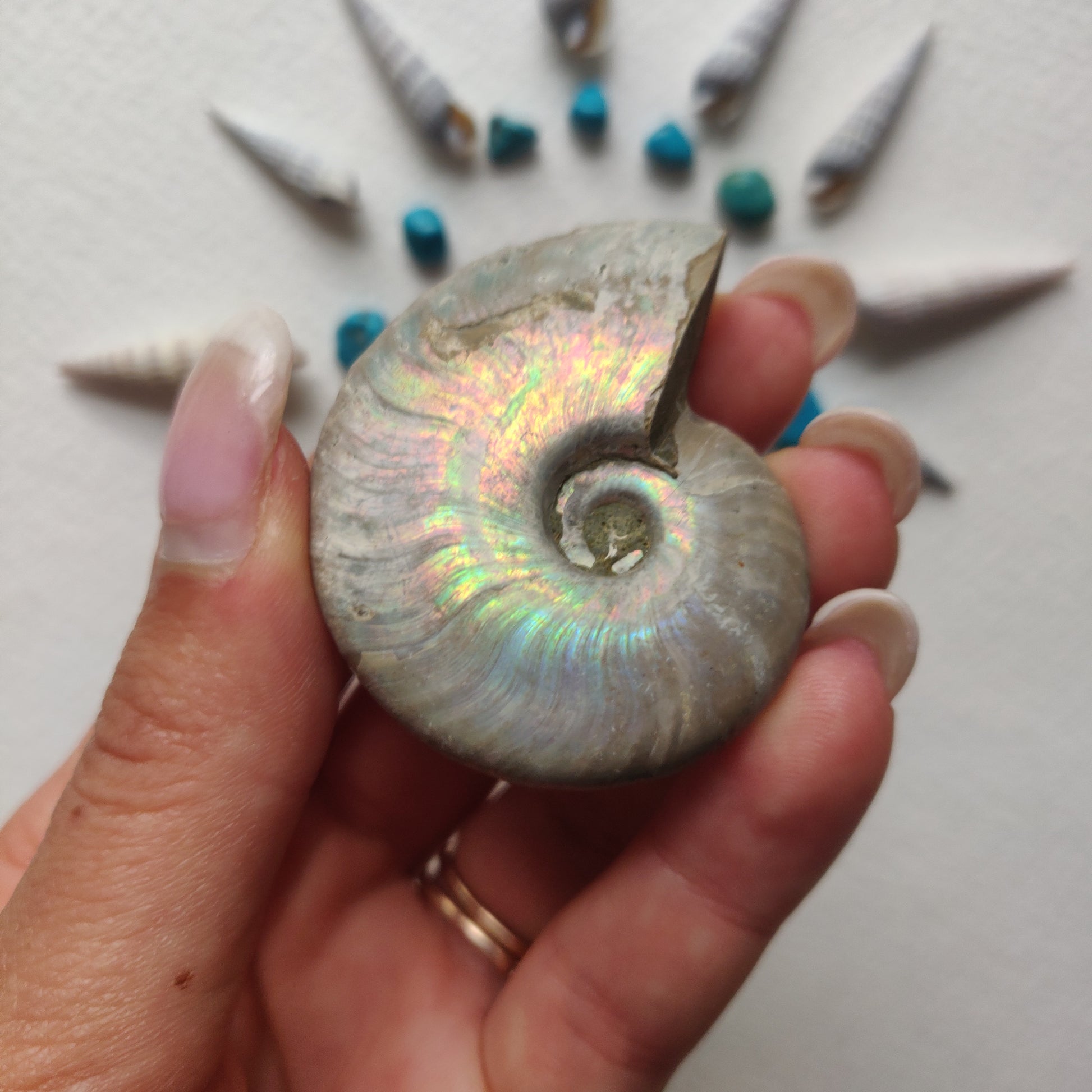 Small Opalized Ammonite (#24) - Simply Affinity