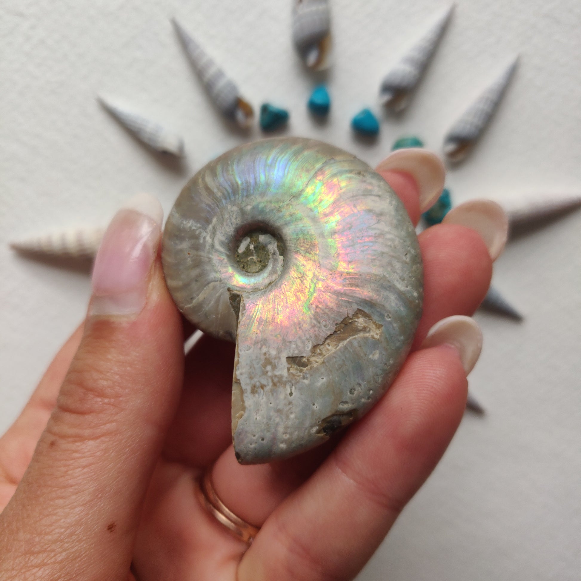 Small Opalized Ammonite (#24) - Simply Affinity