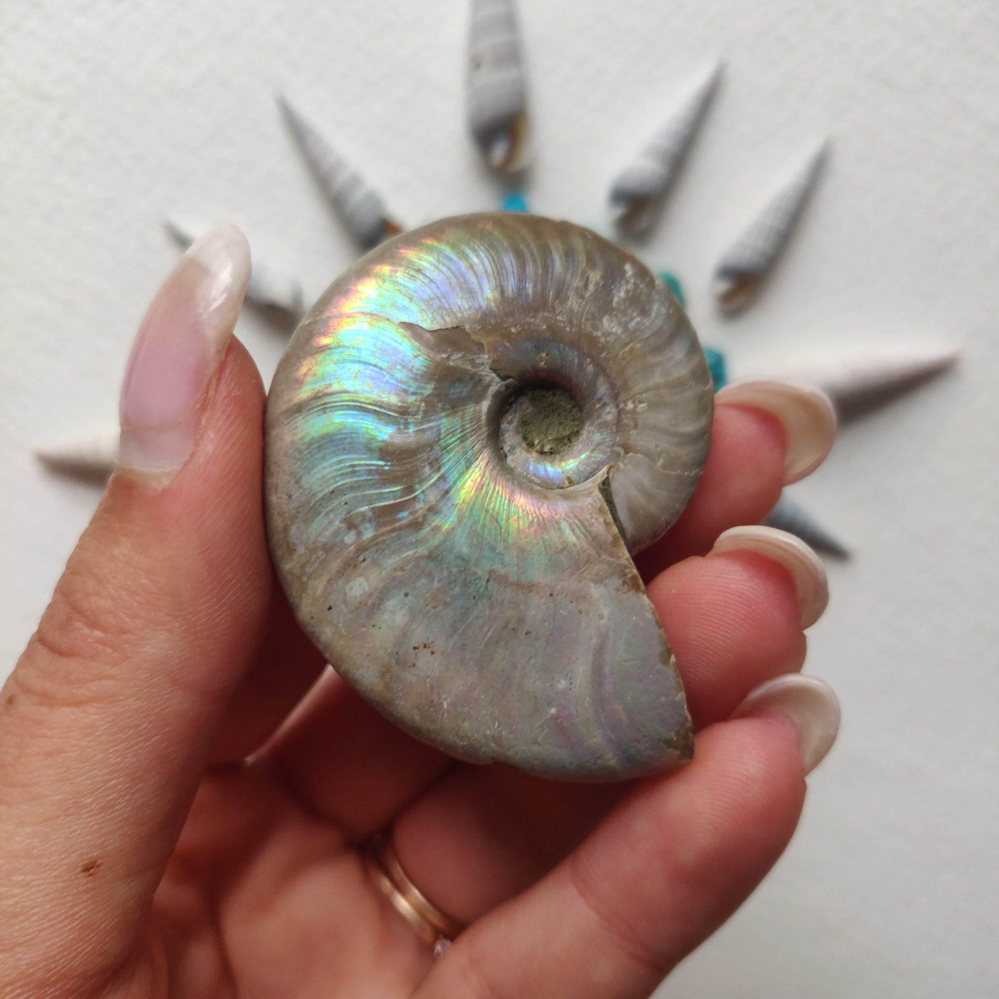 Small Opalized Ammonite (#24) - Simply Affinity