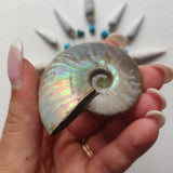 Small Opalized Ammonite (#24) - Simply Affinity