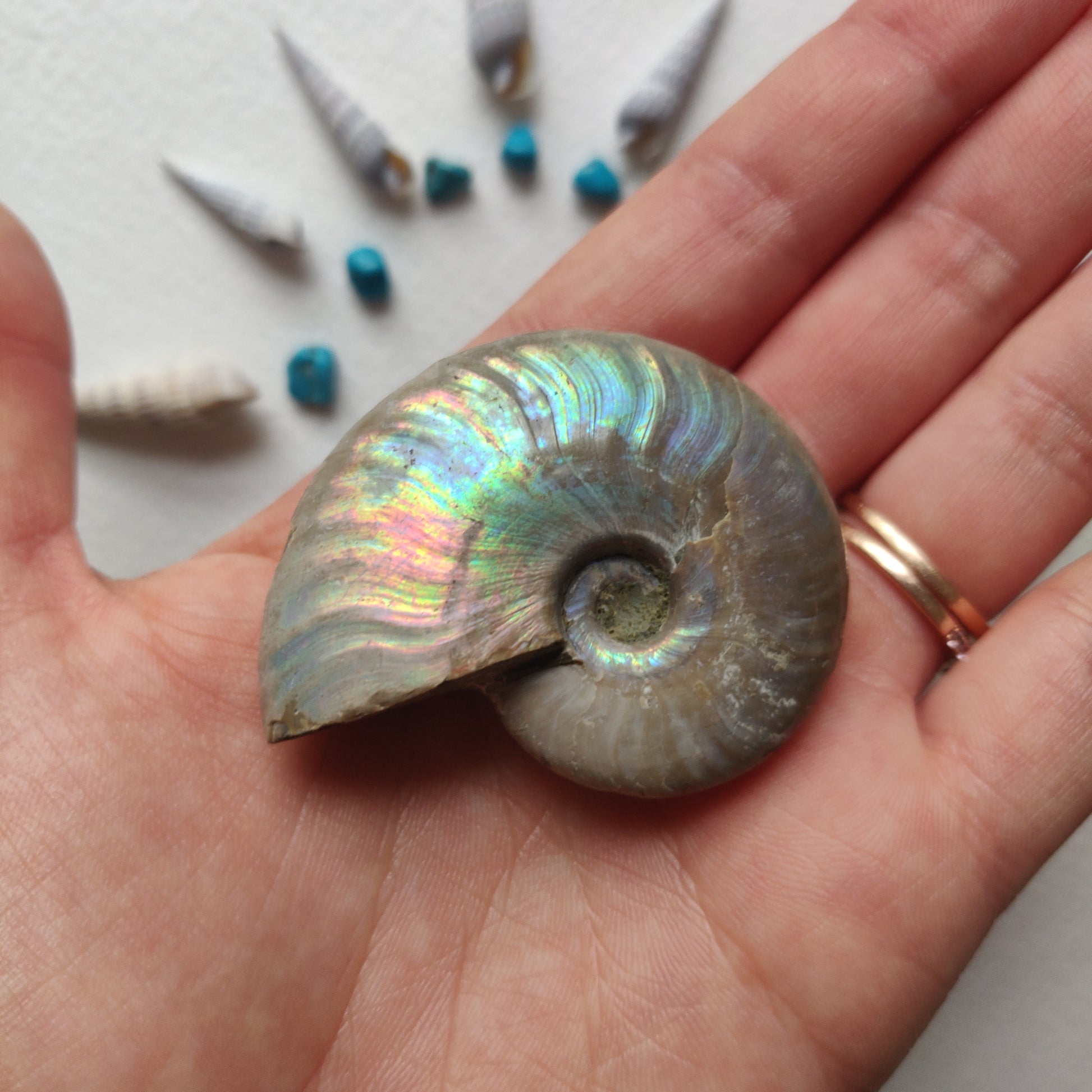 Small Opalized Ammonite (#24) - Simply Affinity